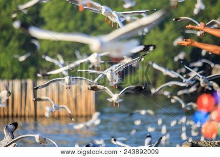 Seagull Bird Flying On Sea At Bang Poo, Samutprakan, Thailand.