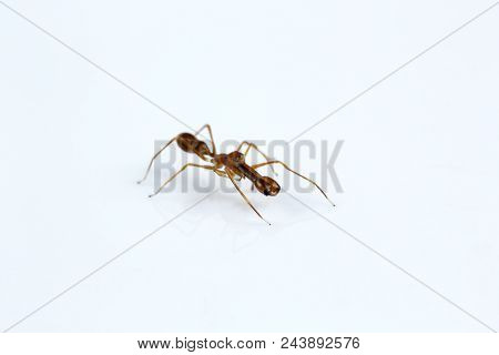 Ant Mimicking Spider, Myrmarachne Sp, Salticidae, Bangalore