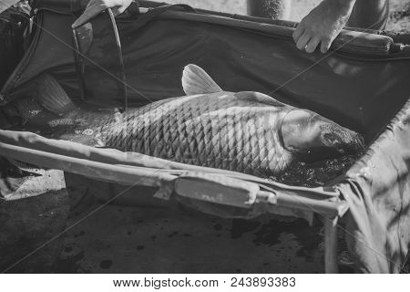 Fishing. Carp With Shining Scales On Sunny Day, Fishing. Big Fish In Water Poured From Bowl, Capture