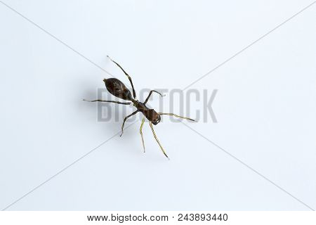 Ant Mimicking Spider, Myrmarachne Sp, Salticidae, Bangalore