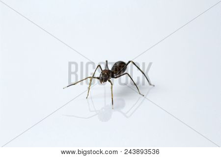 Ant Mimicking Spider, Myrmarachne Sp, Salticidae, Bangalore