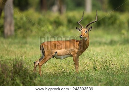 Female Kudu Antelope, Buck (khoikhoi) Herbivore Eating Fresh Green Leaves From The Tree Branch, Secr