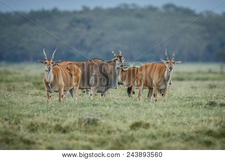 Female Kudu Antelope, Buck (khoikhoi) Herbivore Eating Fresh Green Leaves From The Tree Branch, Secr