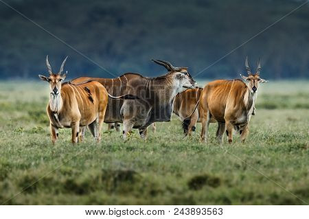 Female Kudu Antelope, Buck (khoikhoi) Herbivore Eating Fresh Green Leaves From The Tree Branch, Secr