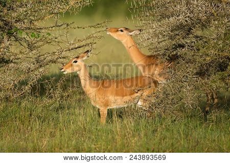 Female Kudu Antelope, Buck (khoikhoi) Herbivore Eating Fresh Green Leaves From The Tree Branch, Secr