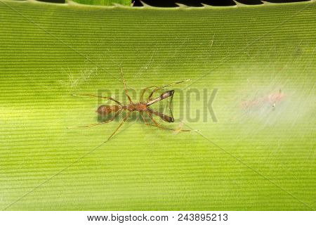 Ant Mimicking Spider, Myrmarachne Sp, Salticidae, Bangalore