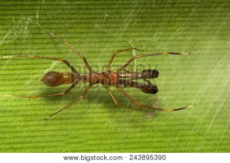Ant Mimicking Spider, Myrmarachne Sp, Salticidae, Bangalore