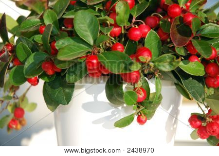 Wildberries