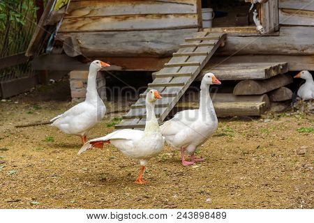 White Geese Are Walking Around Their Wooden House.
