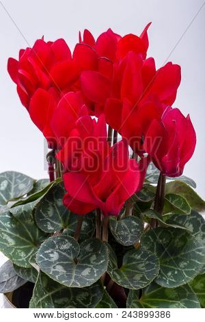 The Persian Cyclamen Flower Isolated On White Background