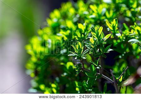 Green Bush Close-up. Young Leaves On A Green Bush. Spring Flowering. The Concept Of Beauty And Flowe