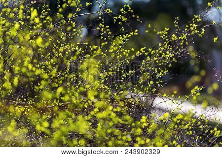 Green Bush Close-up. Young Leaves On A Green Bush. Spring Flowering. The Concept Of Beauty And Flowe