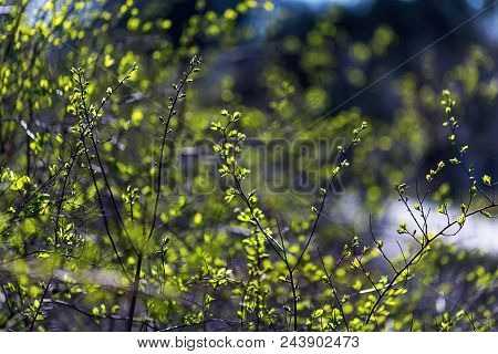 Green Bush Close-up. Young Leaves On A Green Bush. Spring Flowering. The Concept Of Beauty And Flowe