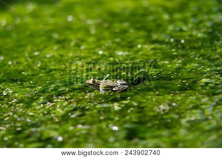 Close-up Of A Water Frog Hiding Behind Grasses In The Water Pond