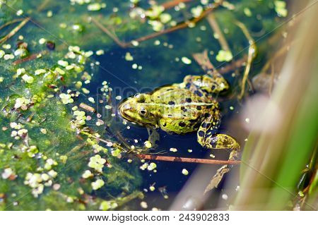 Close-up Of A Water Frog Hiding Behind Grasses In The Water Pond