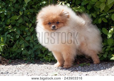 Pomeranian Puppy Is Looking At The Camera. Deutscher Spitz Or Zwergspitz. Pet Animals.