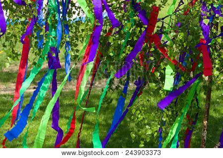 A Traditional Maypole - Young Birch Decorated With Colorful Stripes Of Crepe Paper.colorful Paper St