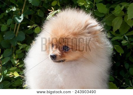 Pomeranian Puppy Is Sitting Near A Blossoming Green Bush. Close Up. Deutscher Spitz Or Zwergspitz. P