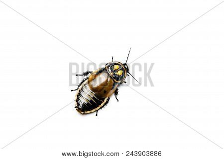 Headlight Cockroach. Lucihormetica Cockroach Isolated On White.
