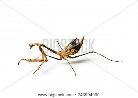 Praying Mantis Isolated On White Background. Pseudempusa Pinnapavonis