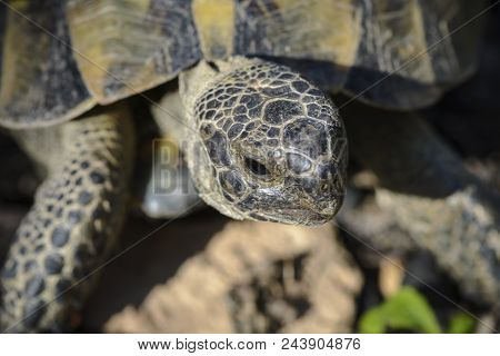 Land Turtle Close Up, Proxy Photo Of A Land Turtle Walking.