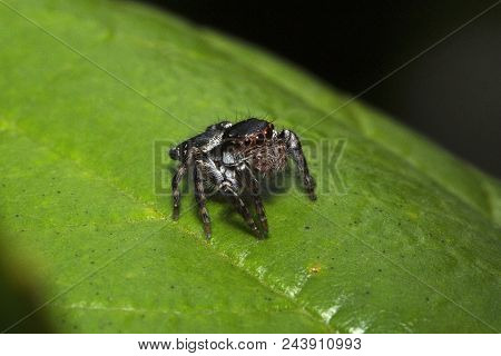 Jumping Spider, Rhene Sp, Salticidae, Agumbe Arrsc, Karnataka