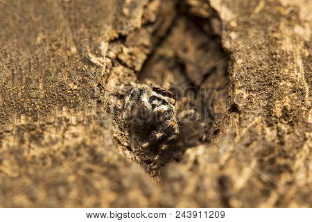Jumping Spider, Salticidae, Aarey Milk Colony Mumbai