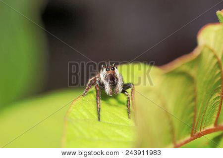 Jumping Spider, Salticidae, Agumbe Arrsc, Karnataka , India