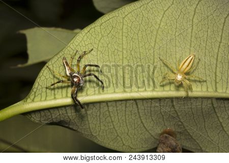 Jumping Spider, Telamonia Dimidiata, Salticidae, Aarey Milk Colony Mumbai