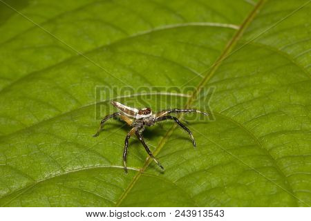 Jumping Spider, Telamonia Dimidiata, Salticidae, Aarey Milk Colony Mumbai