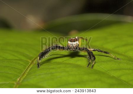 Jumping Spider, Telamonia Dimidiata, Salticidae, Aarey Milk Colony Mumbai