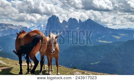 An Amazing Caption Of The Alpi In Summer Mountain Trip With A Great Blue Sky And Two Beautiful Horse