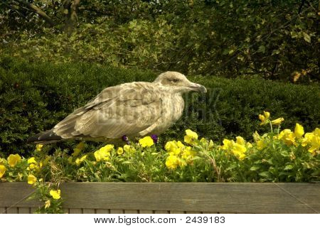 Sea Gull