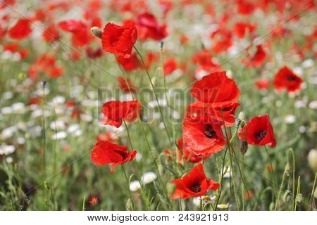 Spring meadow with blossoming daisies and poppy flowers 