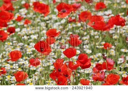 Spring meadow with blossoming daisies and poppy flowers 