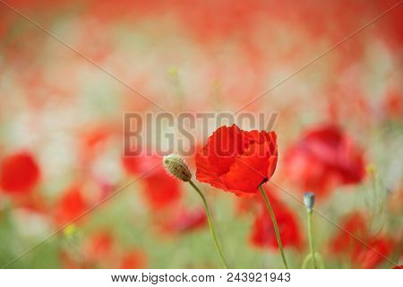 Spring meadow with blossoming daisies and poppy flowers 