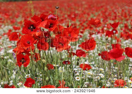 Spring meadow with blossoming daisies and poppy flowers 