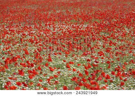 Spring meadow with blossoming daisies and poppy flowers 