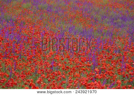 Flower carpet of blossoming poppies and delphinium flowers