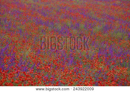Flower carpet of blossoming poppies and delphinium flowers
