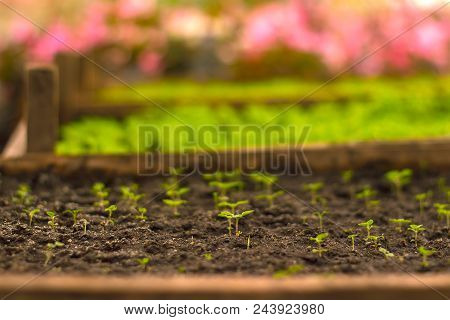 Growing Seedlings In Peat Pots. Plants Seeding In Sunlight In Modern Botany Greenhouse, Horticulture