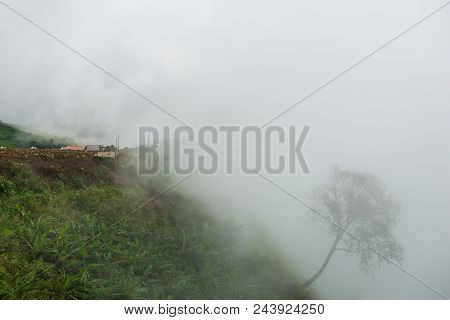 Tree In The Winter At Mysterious Forest With A View Of Fog