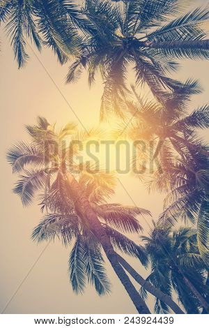 Coconut Palm Trees In Tropical Beach Thailand