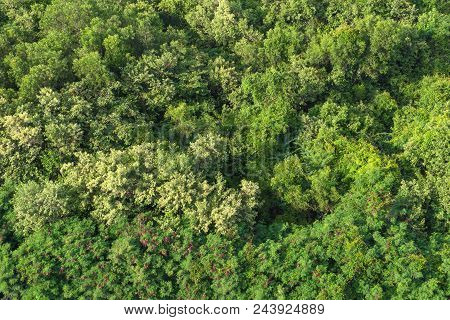 Aerial Forest View On Top Of Trees