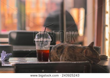 Stray Field Cat Sleeping On The Table Near Coffee