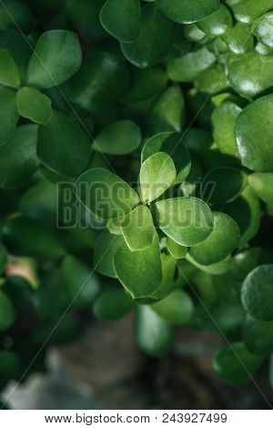 Close Up Of Green Aichryson Succulent Plant