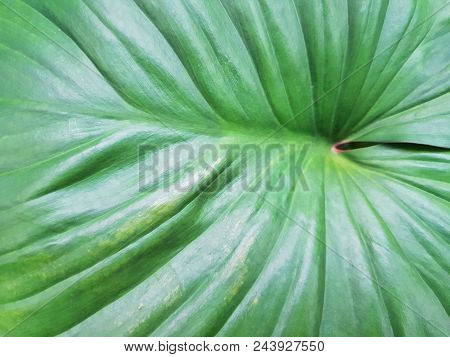 Top View King Of Heart, Green Tree As A Background, Nature Wallpaper Concept. Empty. Too Soft. Space