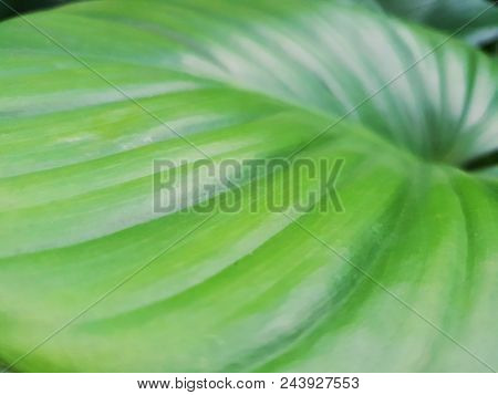 Top View King Of Heart, Green Tree As A Background, Nature Wallpaper Concept. Empty. Too Soft. Space