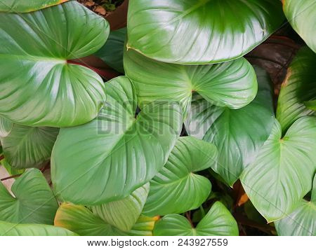 Top View King Of Heart, Green Tree As A Background, Nature Wallpaper Concept. Empty. Too Soft. Space