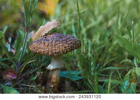 Beautiful Mushroom Capture Take In A Natural Park In Italy.